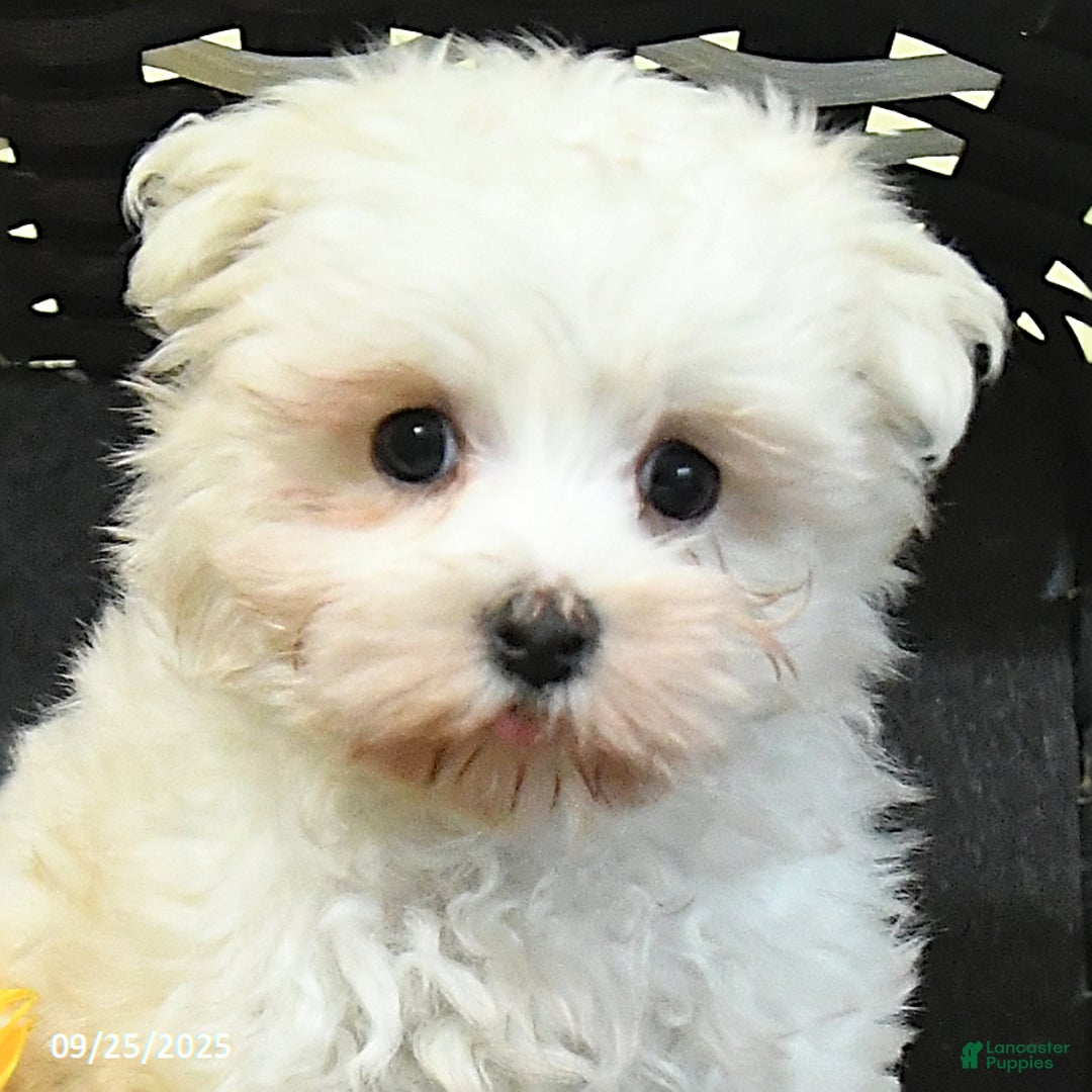 Earl for sale in Spring Mills Lancaster Puppies