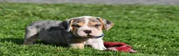 Beabull dogs for sale: Hunter - Ad 4