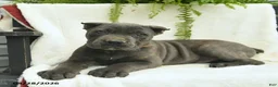 Cane Corso dogs for sale: Domino - Ad 5