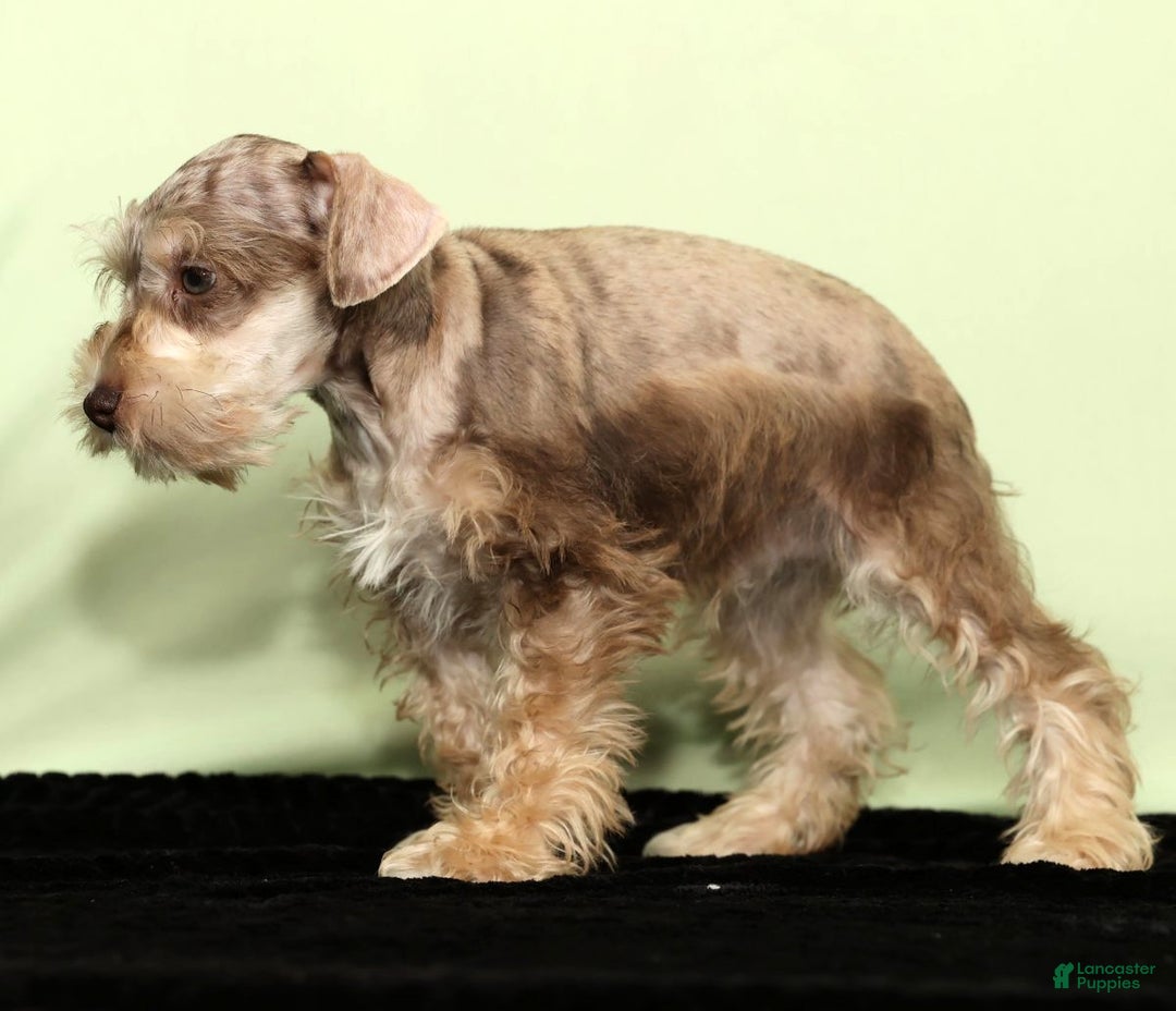 Miniature Schnauzer dogs for sale: Hunter - Ad 5