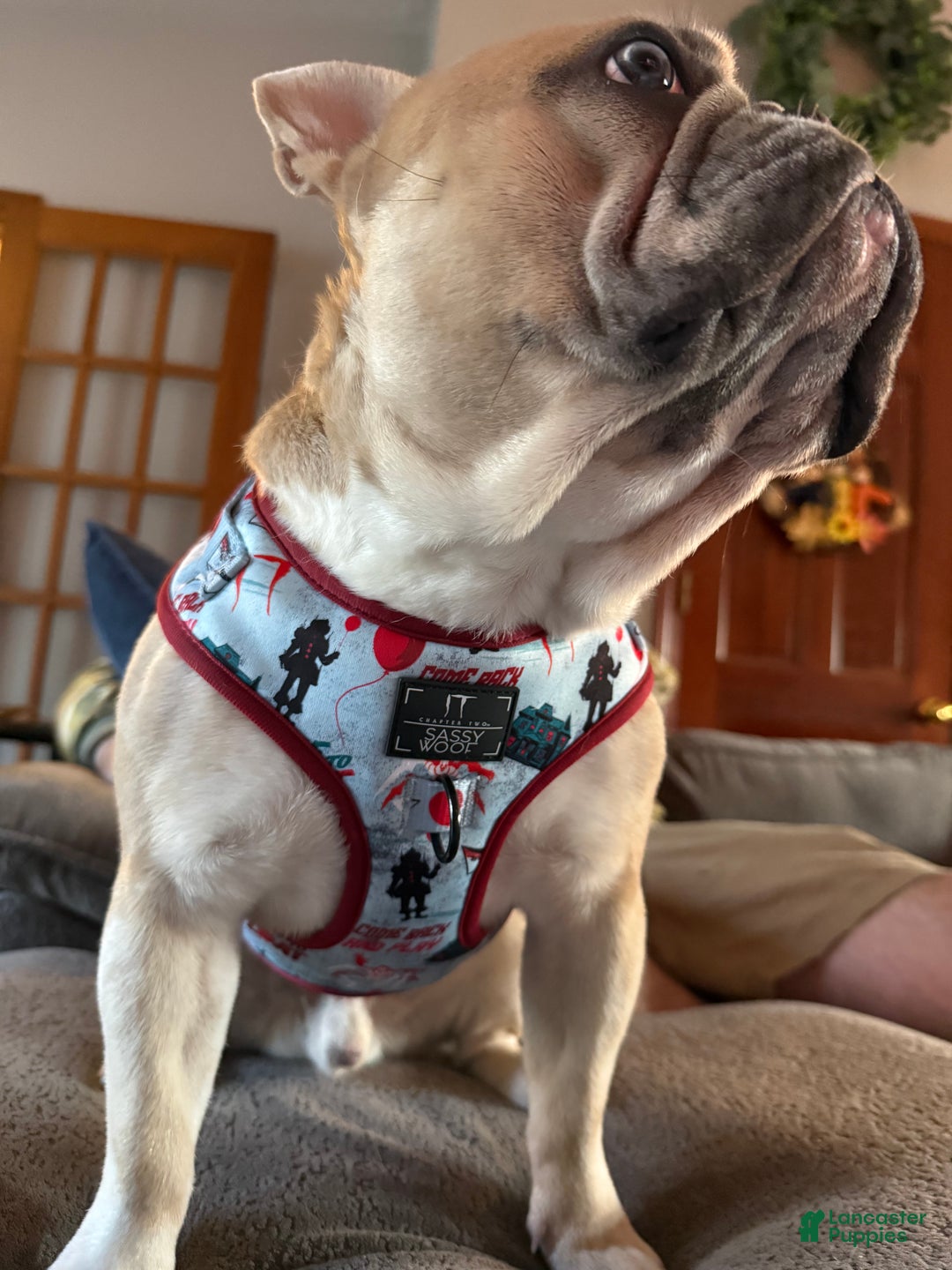 French Bulldog dogs for sale: French Bulldog - Ad 2