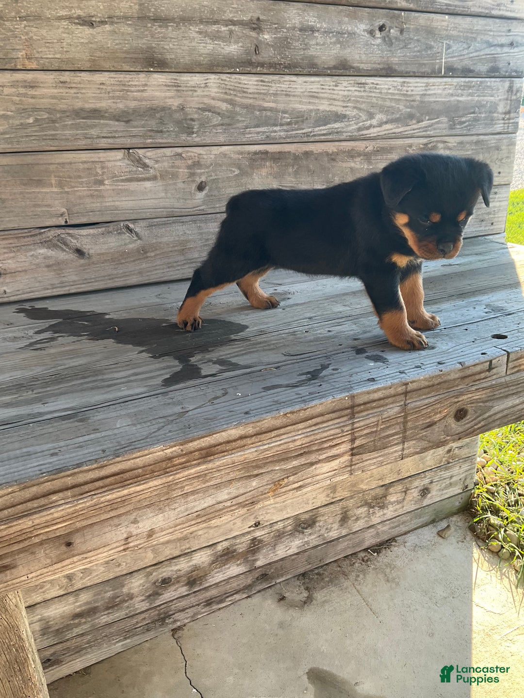 Rottweiler dogs for sale: Coco  - Ad 5