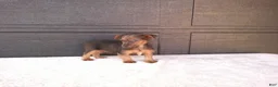 Yorkshire Terrier dogs for sale: Tucker  - Ad 2