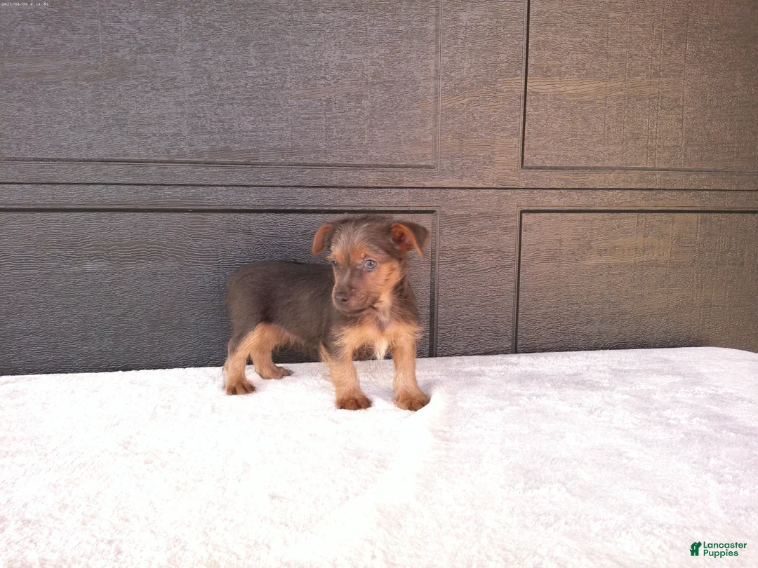 Yorkshire Terrier dogs for sale: Tucker  - Ad 2