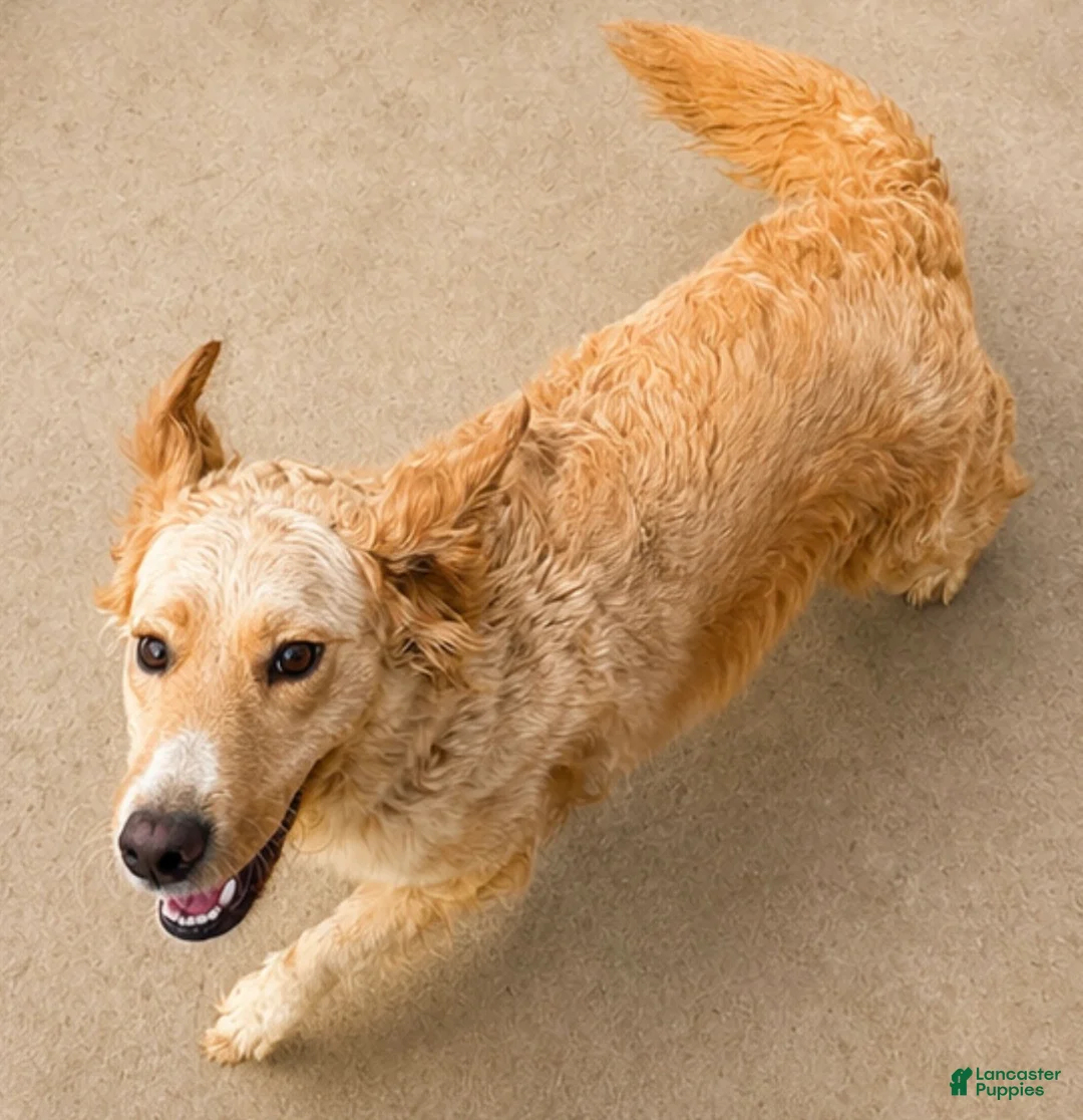 Goberian dogs for sale: Kiwi - Ad 2