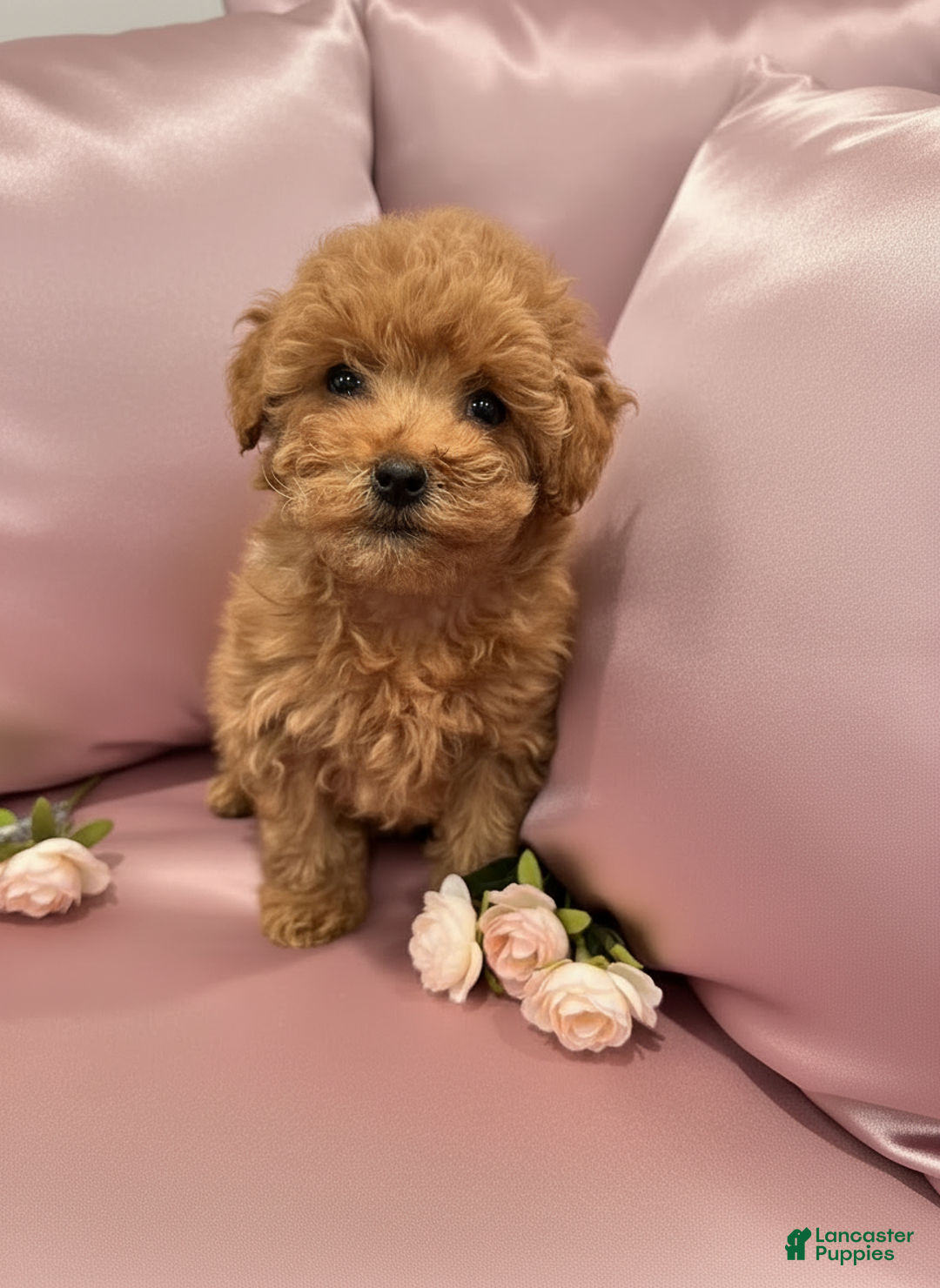 Toy Poodle dogs for sale: Katie - teacup/toy - Ad 4