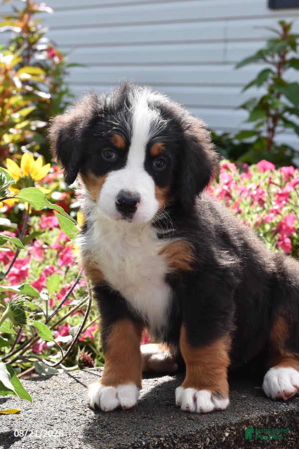 Bernese Mountain Dog dogs Major - Ad 1