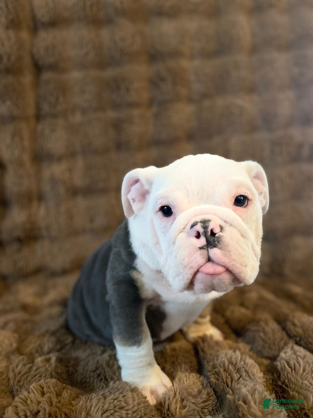 English Bulldog dogs for sale: Banksy - Ad 8