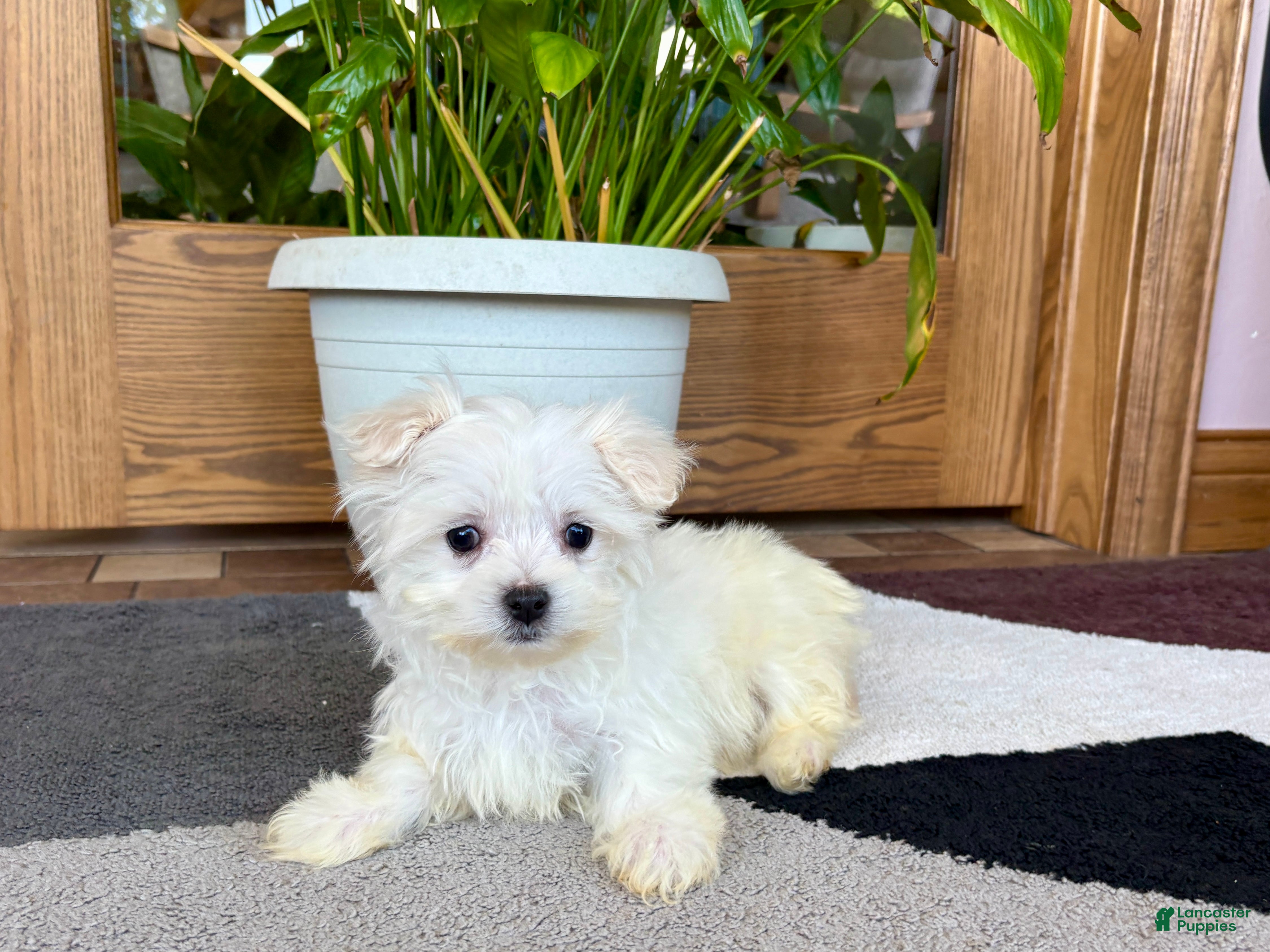 Maltese dogs Cody - Ad 2