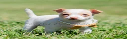 Chihuahua dogs for sale: Sushi AKC - Ad 4