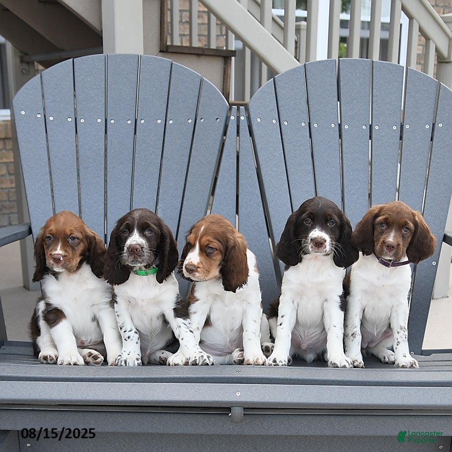 Adoption Free Springer Spaniel Puppies English Springer Spaniel