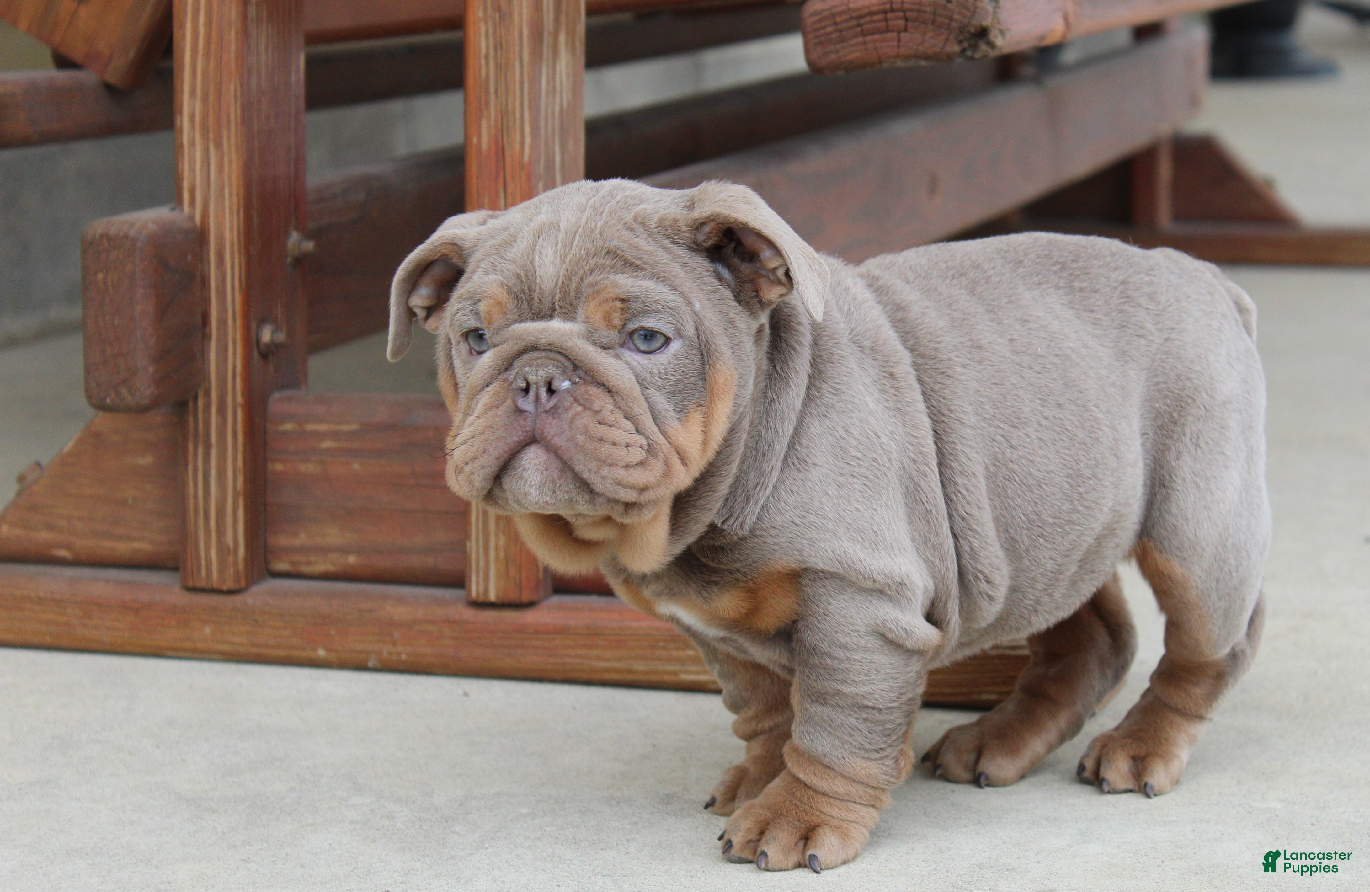 English Bulldog dogs English Bulldog Puppy 1 - Ad 2