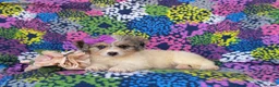 Mini Bernedoodle dogs for sale: Gianna Hypoallergenic - Ad 5