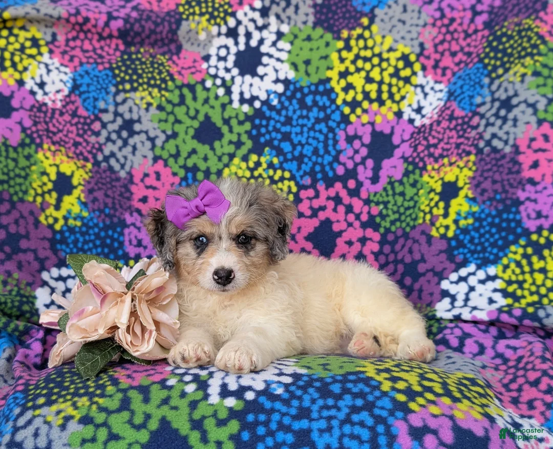 Mini Bernedoodle dogs for sale: Gianna Hypoallergenic - Ad 5