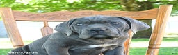 Cane Corso dogs for sale: Sugar - Ad 7