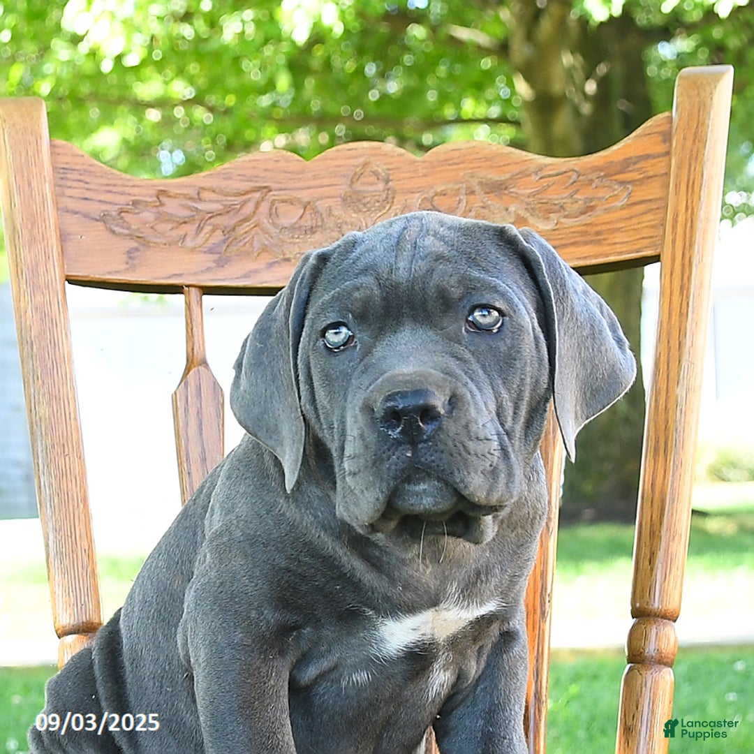 Cane Corso dogs for sale: Sugar - Ad 7
