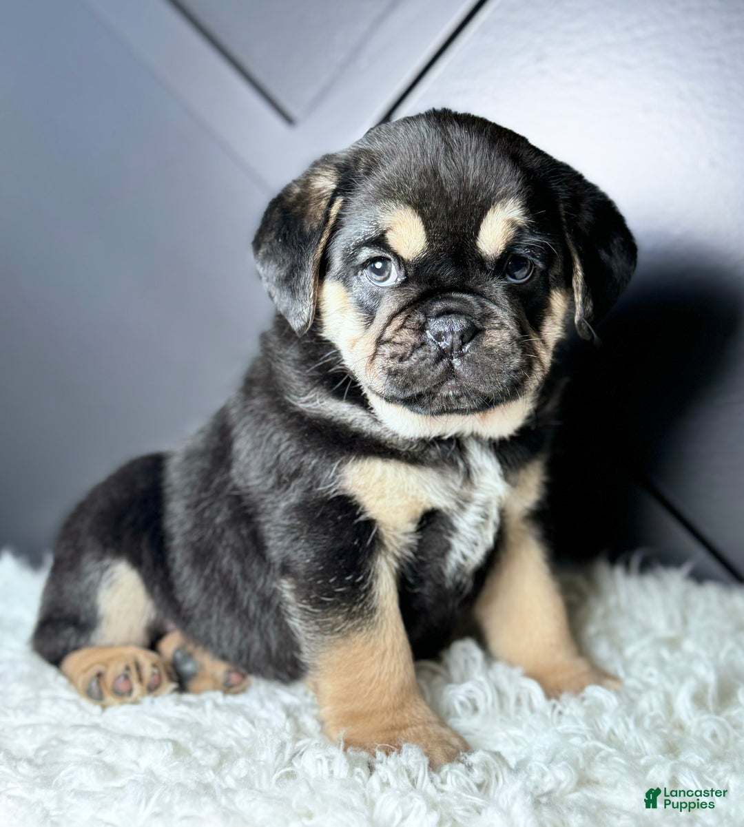 Mixed Breed dogs for sale: Hazel  - Ad 5