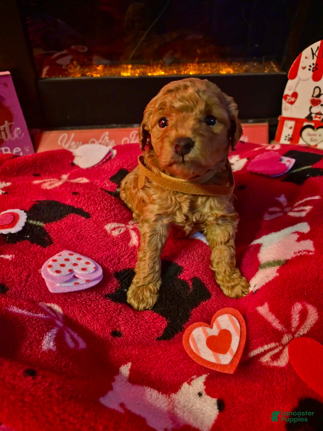 Mini Goldendoodle dogs for sale: Nova - Ad 12