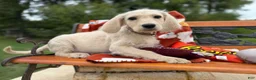 Labradoodle dogs for sale: Zola (Girl) - Ad 4