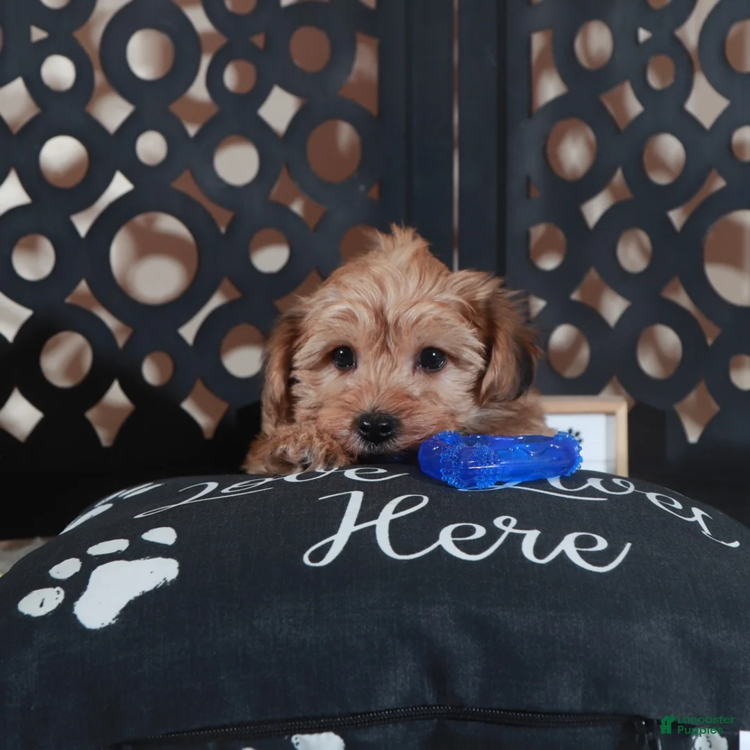 Yorkiepoo dogs for sale: Bourbon Intoxicating Yorkiepoo Puppu - Ad 4