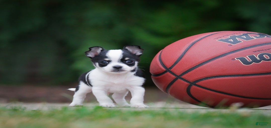 Gallery Image {{count}}