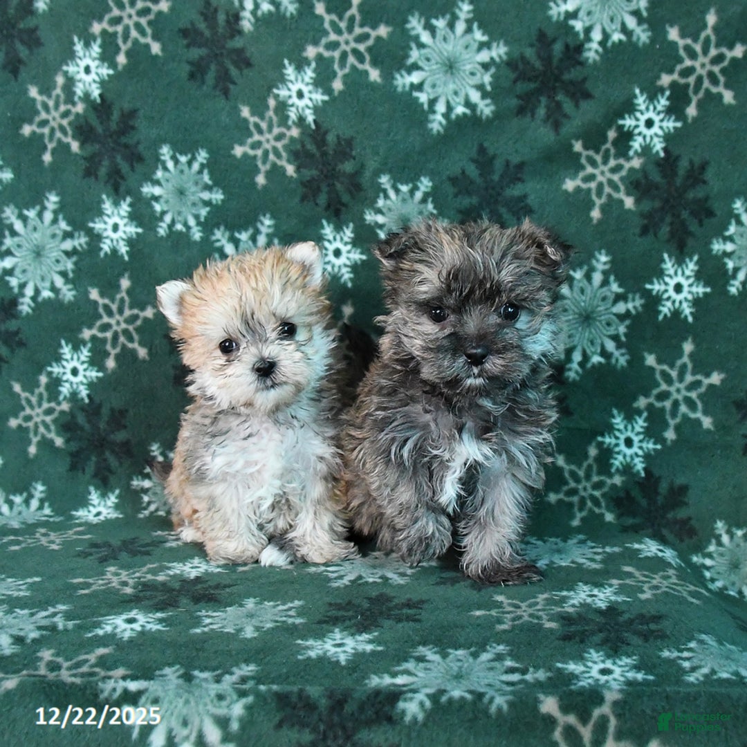 Morkie dogs for sale: Shortie - Ad 3