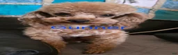 Toy Poodle dogs for sale: Blossom  - Ad 3