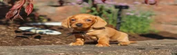 Miniature Dachshund dogs for sale: Bentley - Ad 2