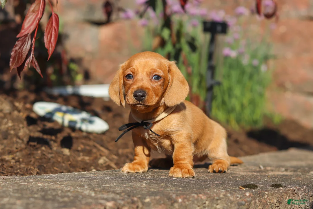 Miniature Dachshund dogs for sale: Bentley - Ad 2