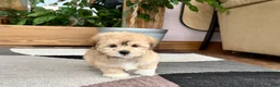Mixed Breed dogs for sale: Lhasa/Maltese - Ad 17