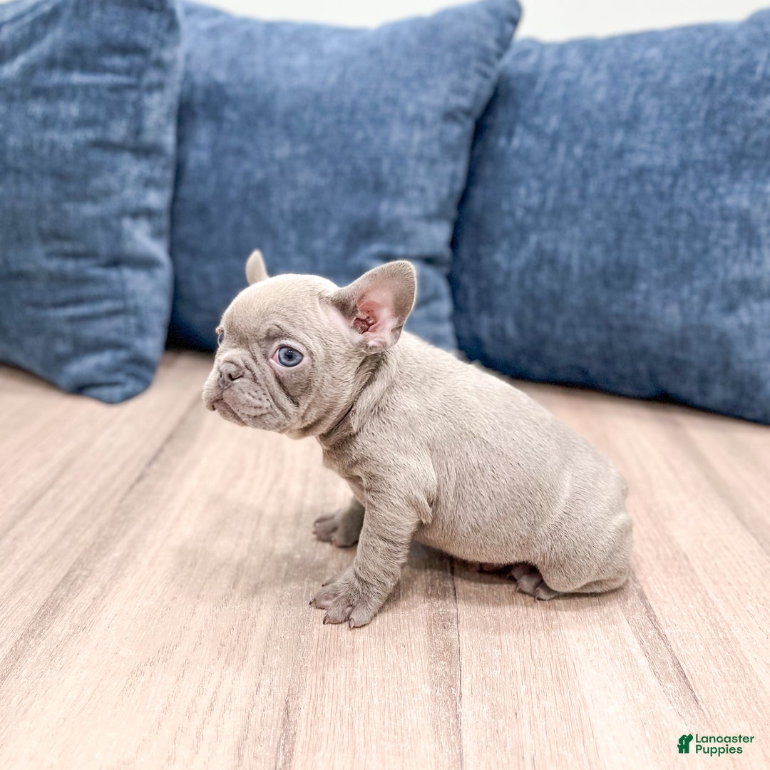 Mixed Breed dogs for sale: Mya - Ad 3