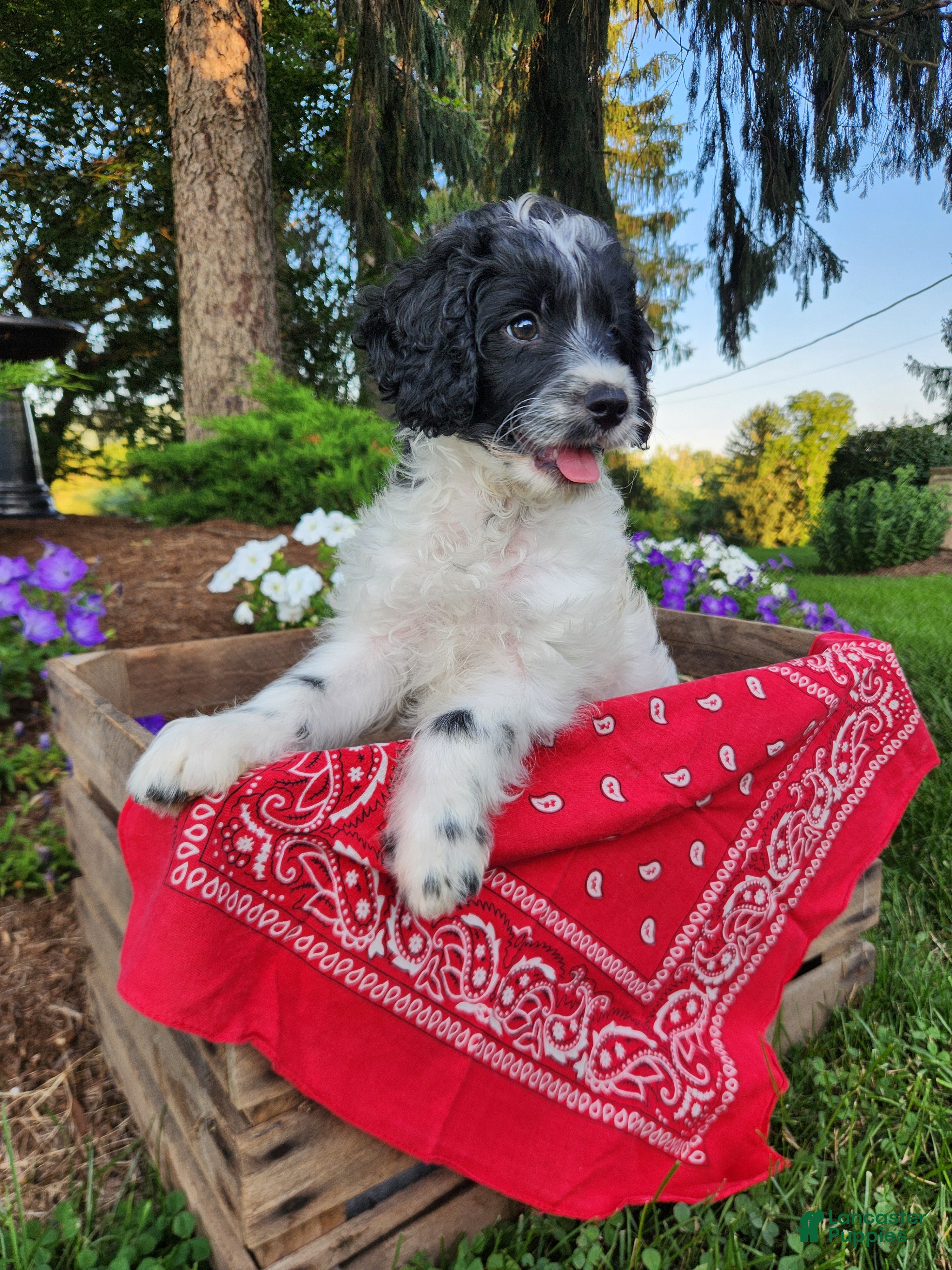 Cockapoo dogs Oreo - Ad 2