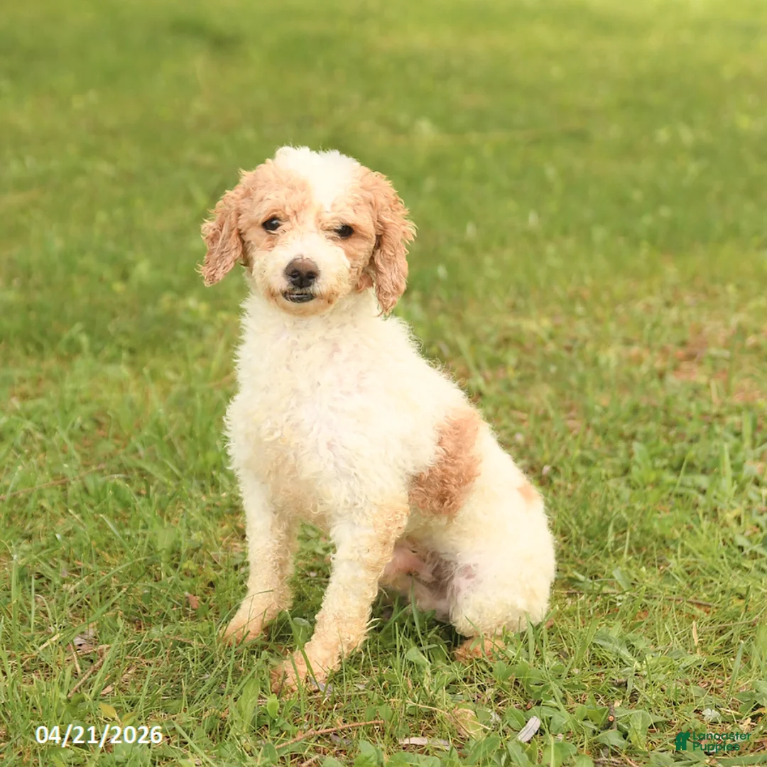 Toy Poodle dogs for sale: Bobby - Ad 1