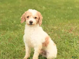 Toy Poodle dogs for sale: Bobby - Ad 3