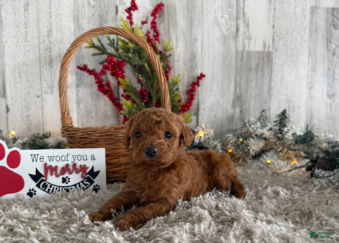 Cavapoo dogs for sale: Saint - Ad 4