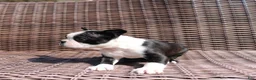 Boston Terrier dogs for sale: Cody - Ad 5