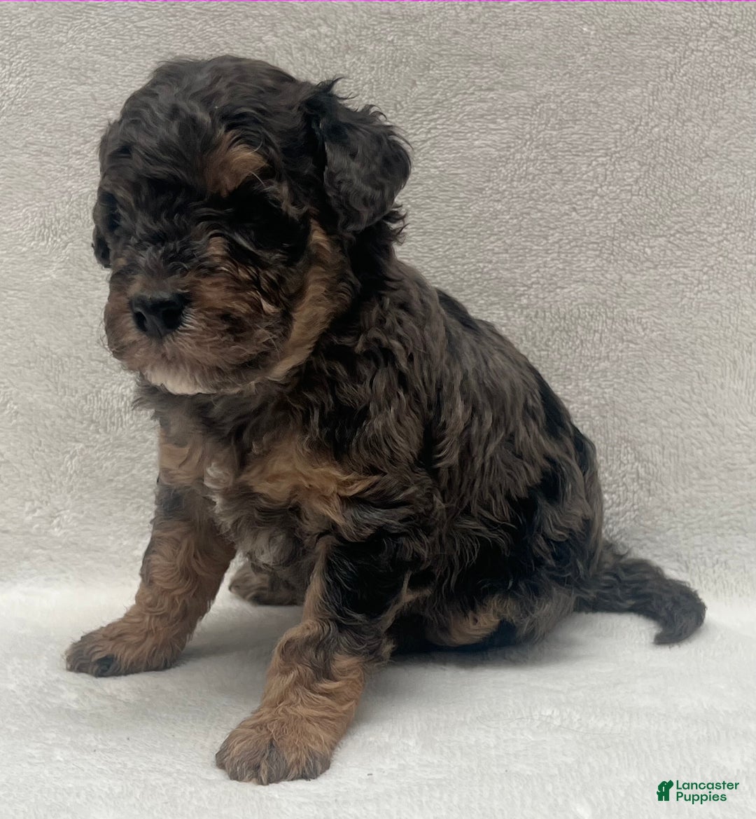 Bernedoodle dogs for sale: Bernedoodle Puppy 2 - Ad 5
