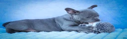 Frenchton dogs for sale: Quinn - Ad 20