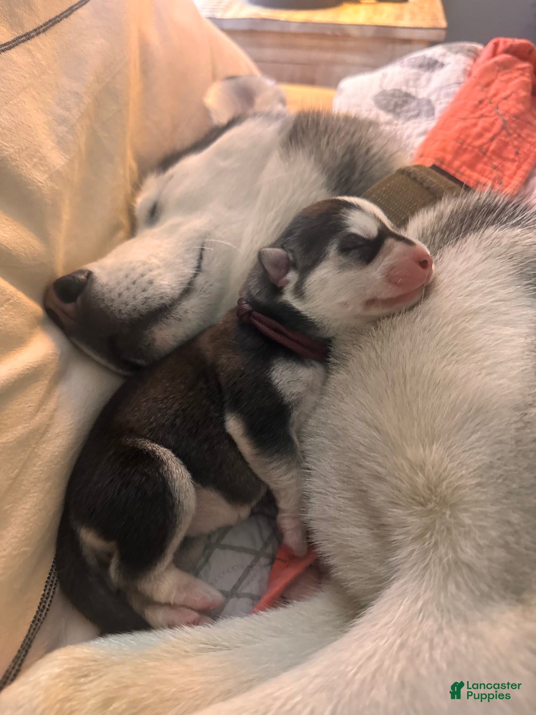 Siberian Husky dogs for sale: Siberian Husky Puppy 5 - Ad 6