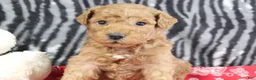 Mini Goldendoodle dogs for sale: Marshall - Ad 3