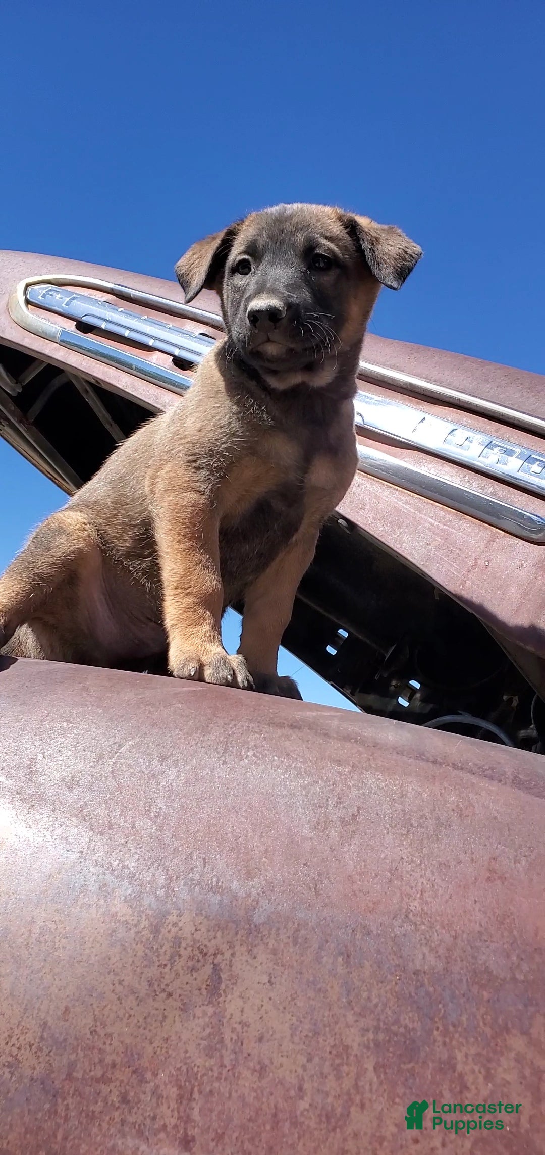 Mixed Breed dogs Mamas Boy - Ad 16