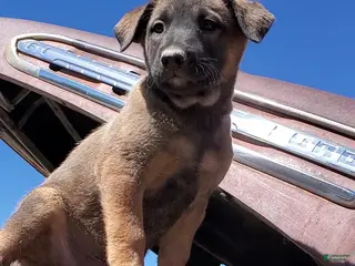 Mixed Breed dogs Chico - Ad 40