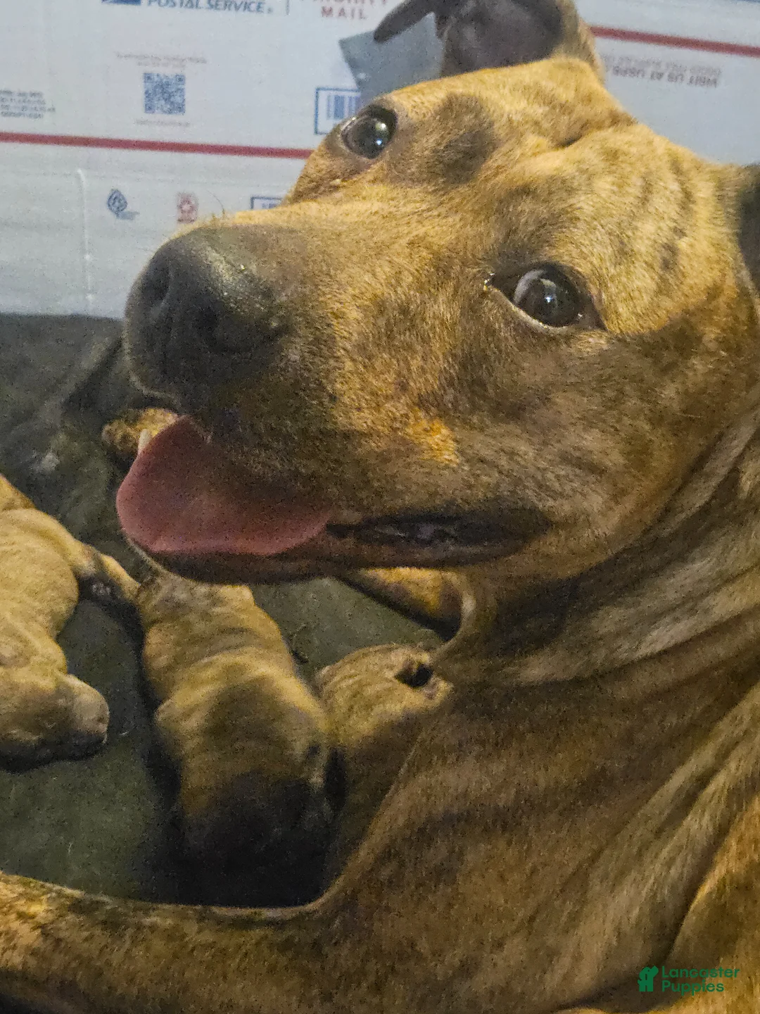 Mixed Breed dogs for sale: Blue Bell - Ad 2