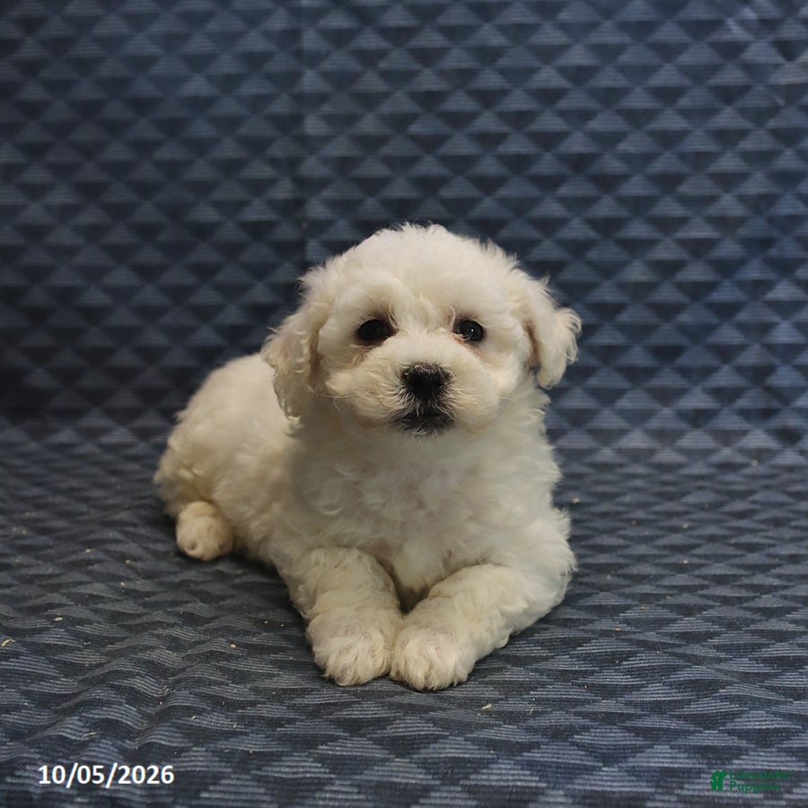 Mixed Breed dogs Tyler - Ad 2