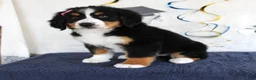 Bernese Mountain Dog dogs for sale: Margie - Ad 2