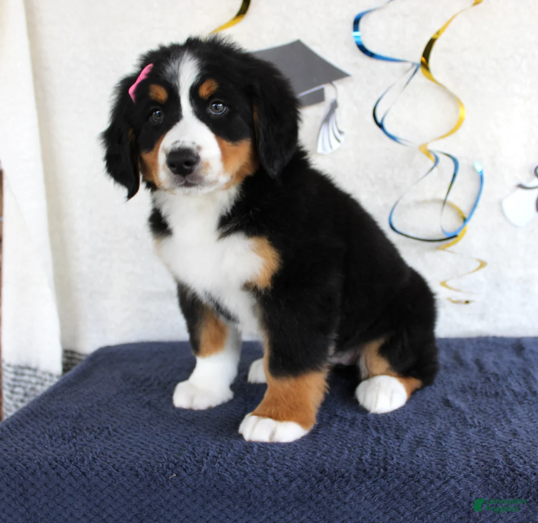 Bernese Mountain Dog dogs for sale: Margie - Ad 2