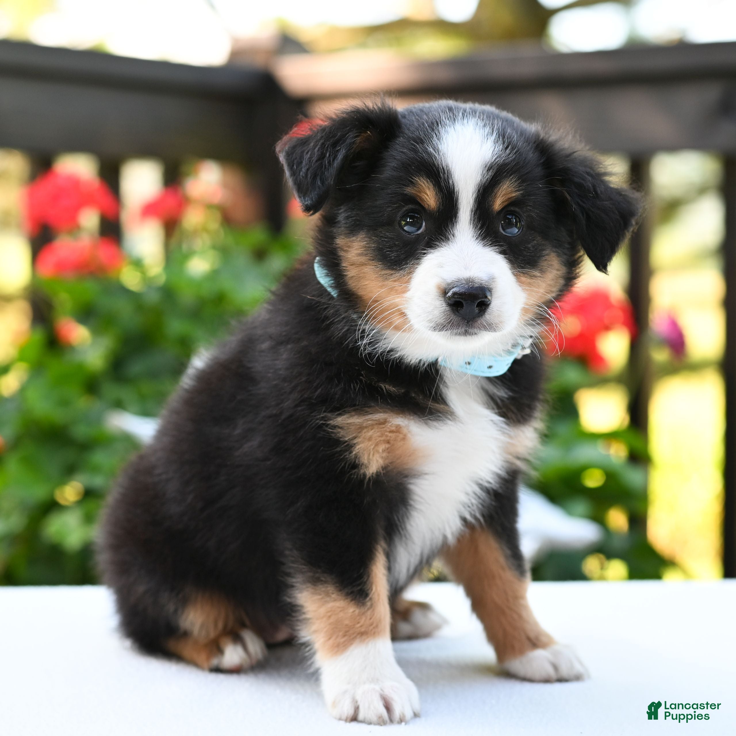 Miniature Australian Shepherd dogs Brenda  - Ad 2