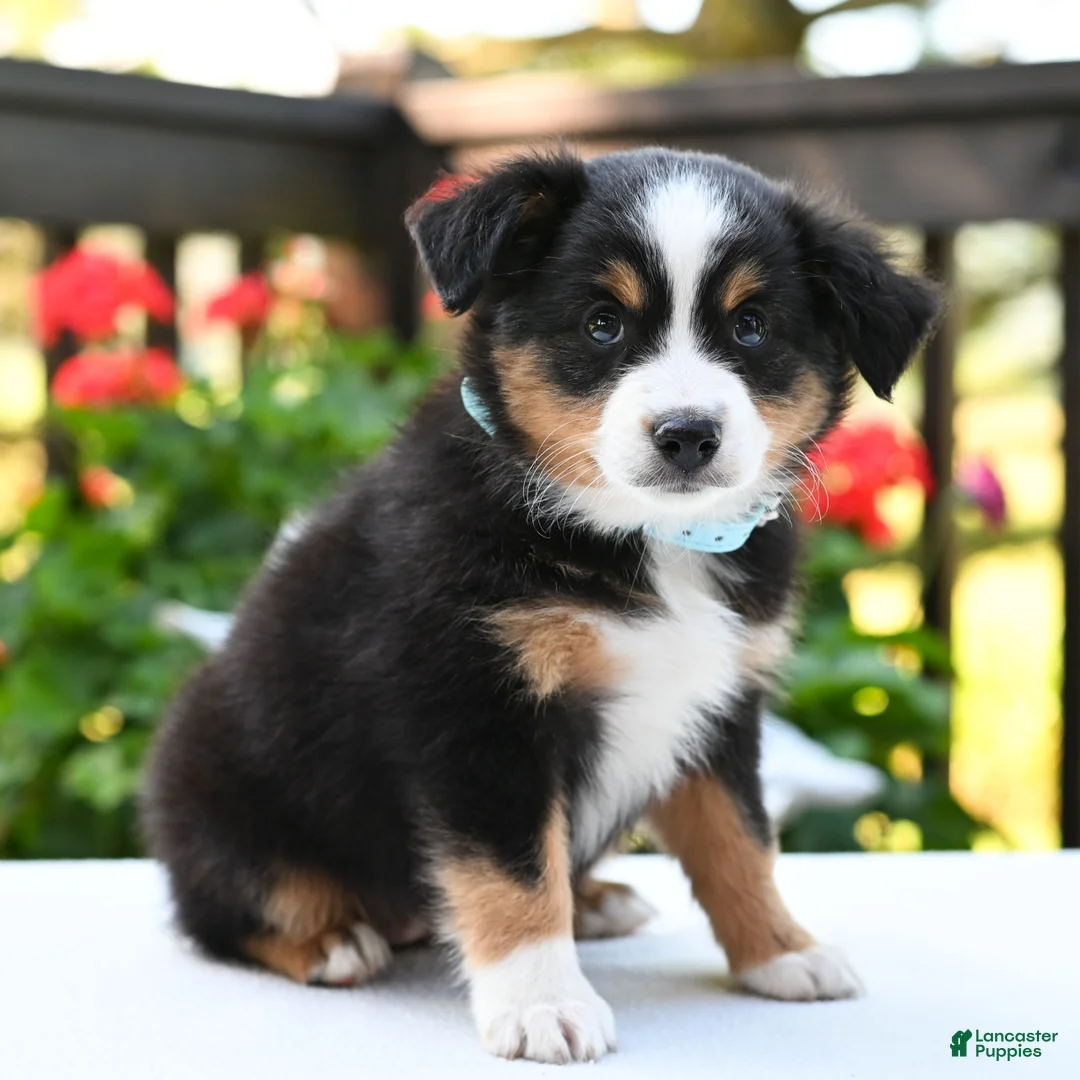Miniature Australian Shepherd dogs for sale: Brenda  - Ad 2