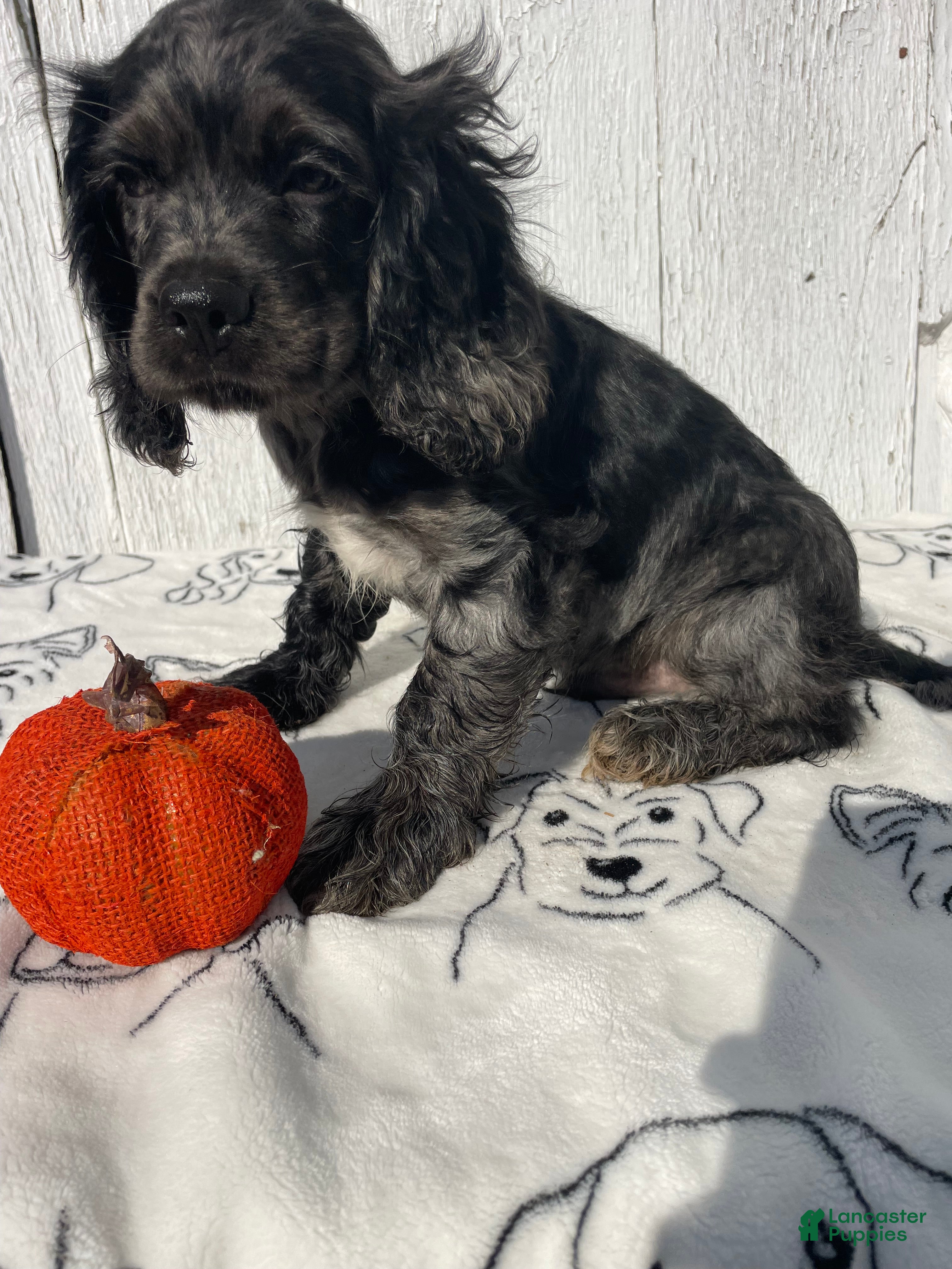 Cocker Spaniel dogs Popcorn - Ad 2