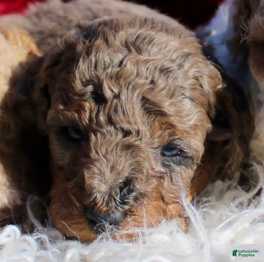 Miniature Poodle dogs for sale: Miniature Poodle Puppy 2 - Ad 1